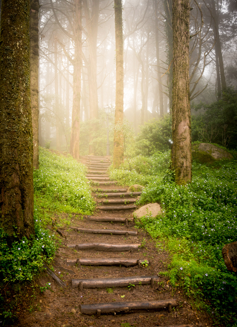 Stairs in woods